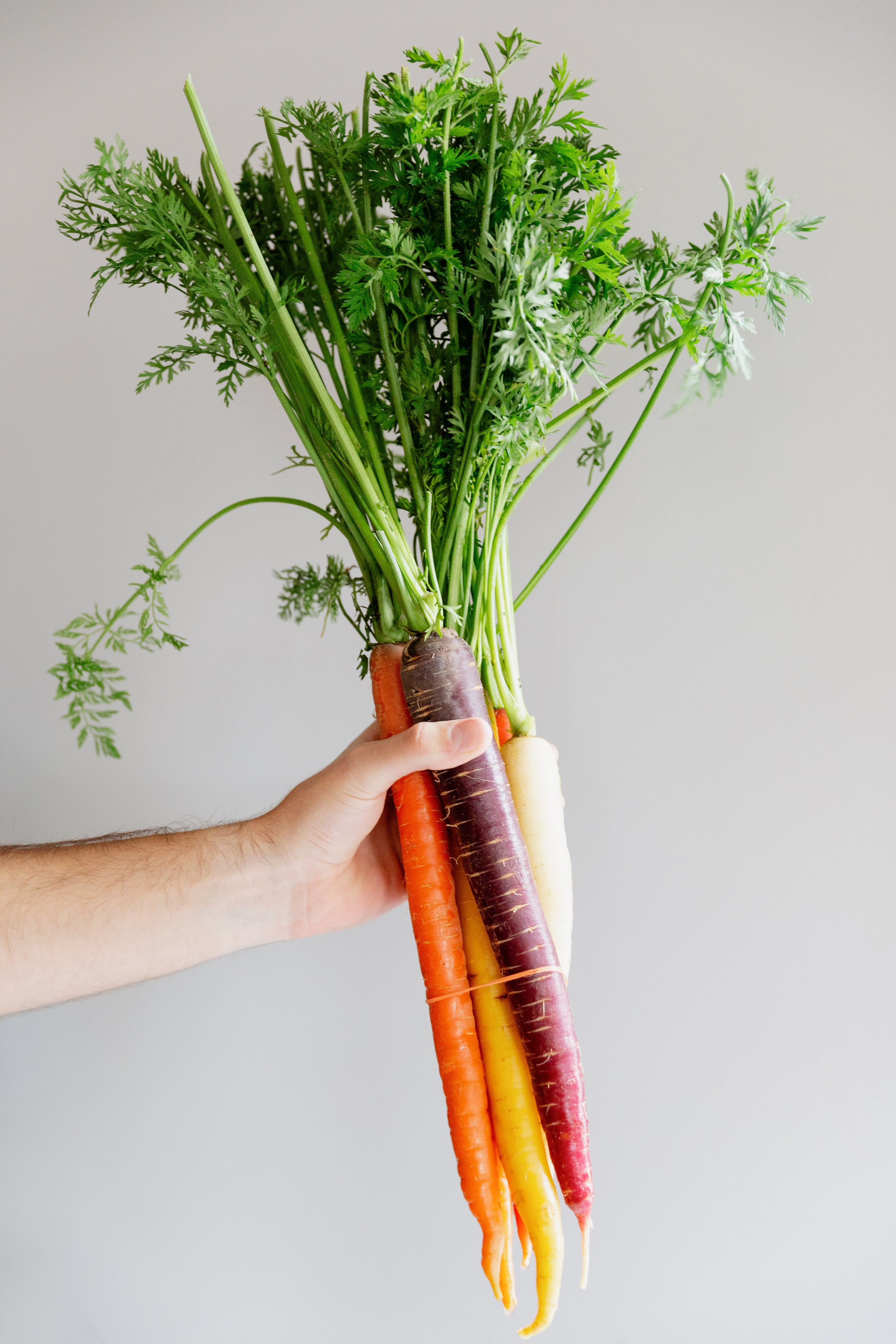 Une main tenant des carottes de différentes couleurs